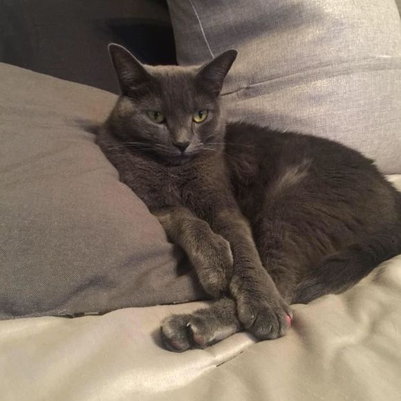 Meet your Posher, Tamecca - Picture 1 of 1